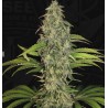 S.A.G.E. CBD · TH Seeds · semi di canapa · Fem