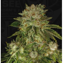 MK ULTRA · TH Seeds · semi...