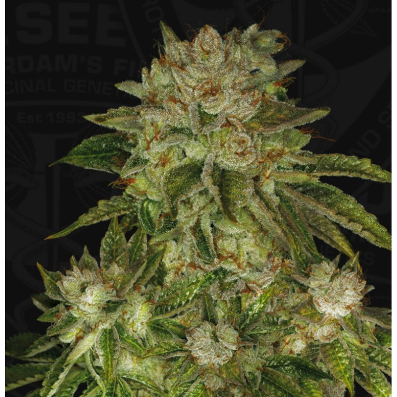 MK ULTRA · TH Seeds · semi di canapa · Fem