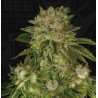 MK ULTRA · TH Seeds · semi di canapa · Fem