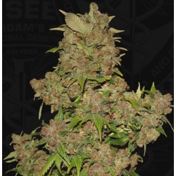 MOB · TH Seeds · semi di...