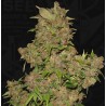 MOB · TH Seeds · cannabis samen · Fem
