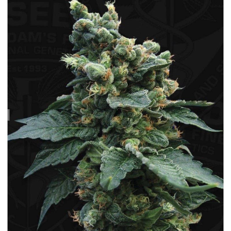 SAGE N SOUR · TH Seeds · cannabis samen · Fem