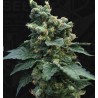 SAGE N SOUR · TH Seeds · kenevir tohum · Disi · Fem