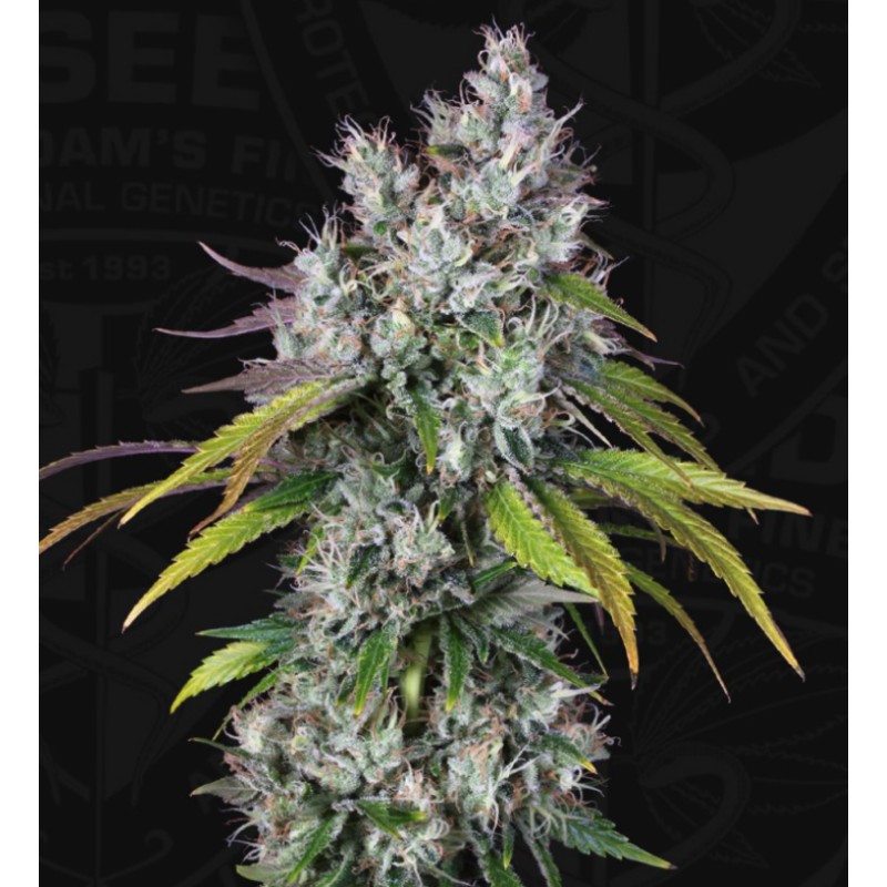 UNDERDAW OG · TH Seeds · semi di canapa · Fem