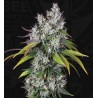 UNDERDAW OG · TH Seeds · semi di canapa · Fem
