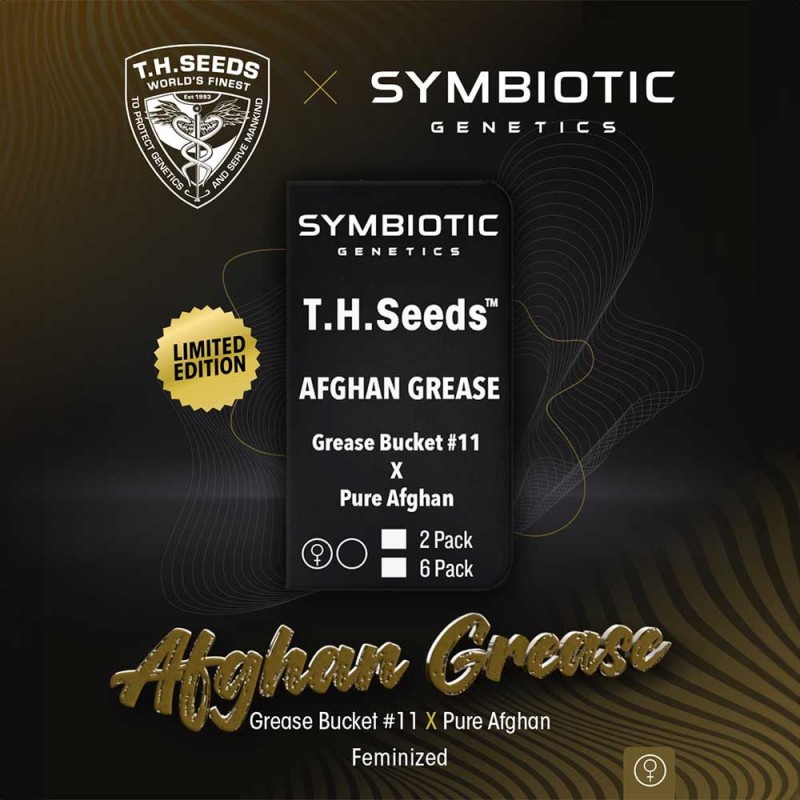 AFGHAN GREASE · TH Seeds · semi di canapa · Fem