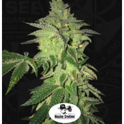 SHILOH Z · TH Seeds · semi...