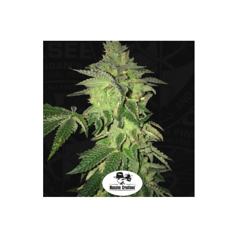 SHILOH Z · TH Seeds · semi di canapa · Fem