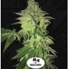 SHILOH Z · TH Seeds · semi di canapa · Fem