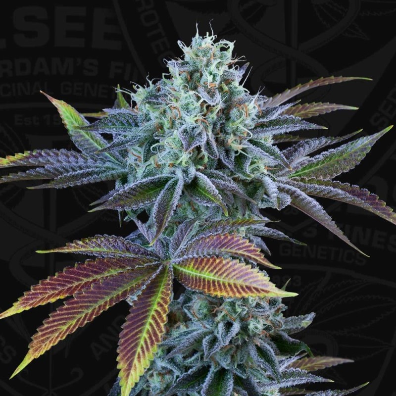 AUTO FRENCH COOKIES · TH Seeds · semi di canapa · AutoFem