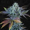 AUTO FRENCH COOKIES · TH Seeds · semi di canapa · AutoFem