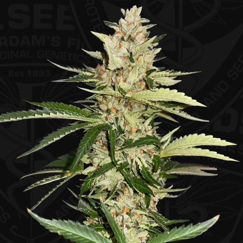 BANANA CANDY KRUSH · TH Seeds · cannabis samen · Fem