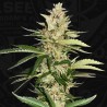 BANANA CANDY KRUSH · TH Seeds · sementes de maconha · Fem
