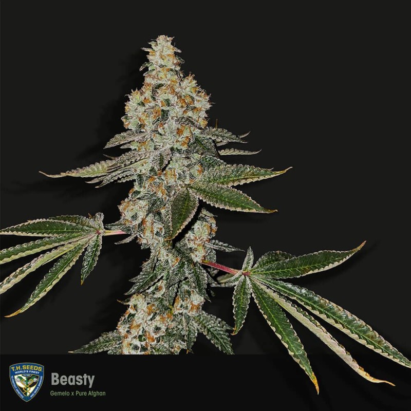 BEASTY · TH Seeds · cannabis samen · Fem