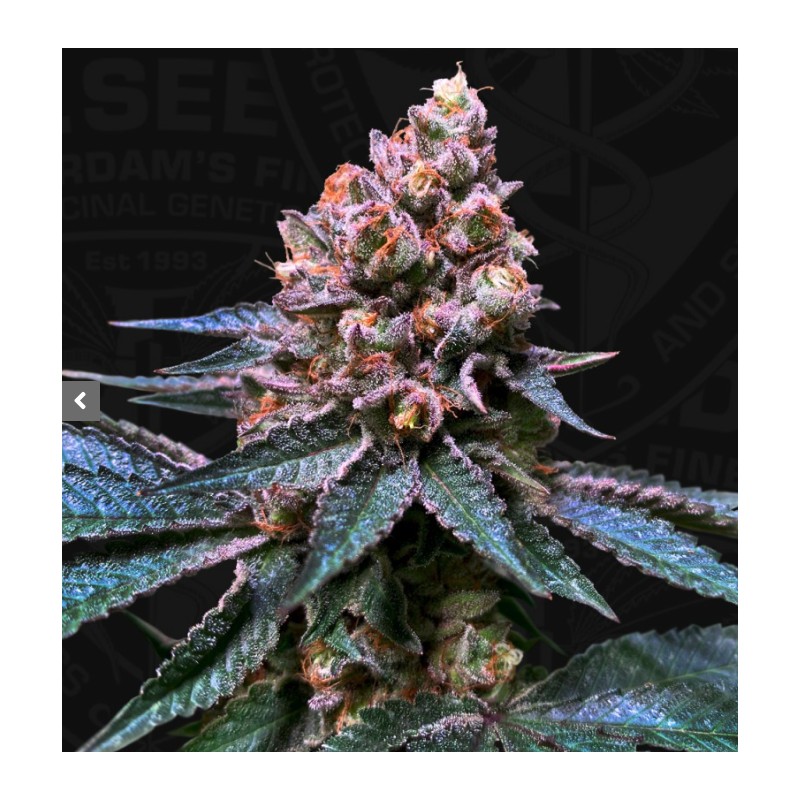 BLACK APPLE HITCHCOCK · TH Seeds · semi di canapa · Fem