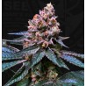 BLACK APPLE HITCHCOCK · TH Seeds · semi di canapa · Fem