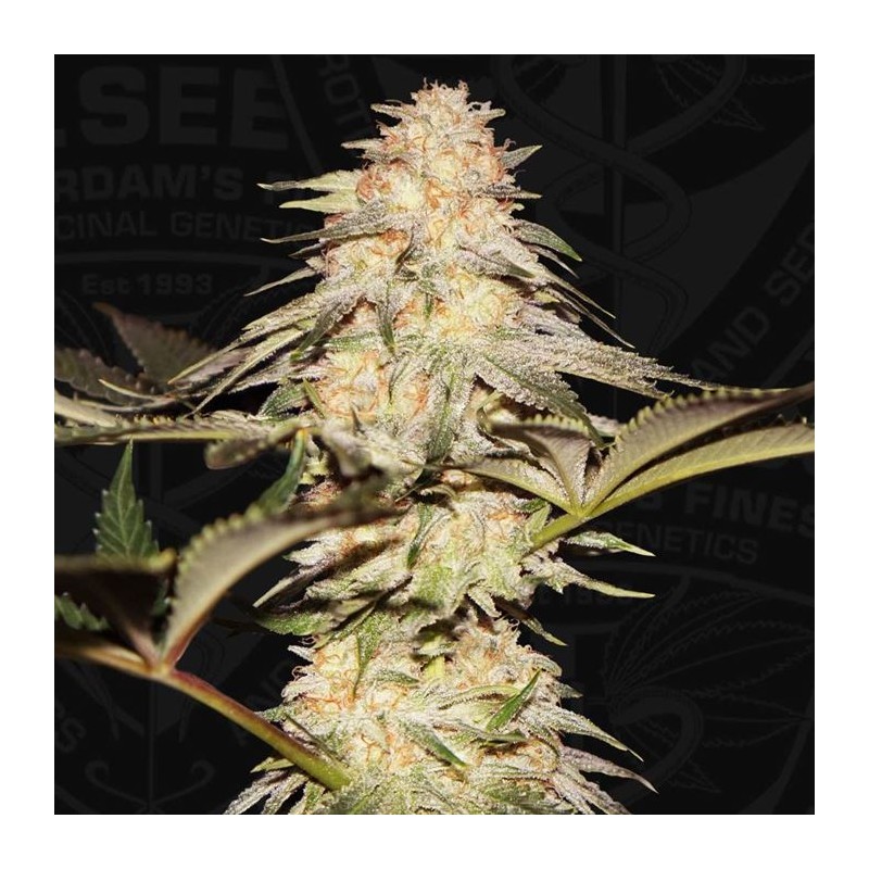 BUBBLEBANANAGUM · TH Seeds · semi di canapa · Fem