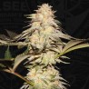 BUBBLEBANANAGUM · TH Seeds · semi di canapa · Fem