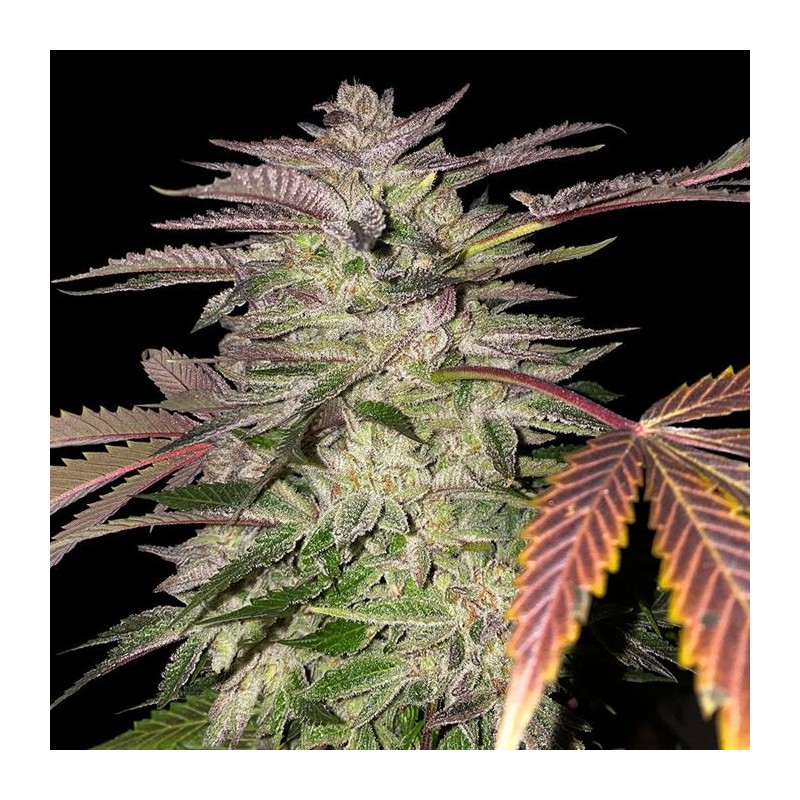 GELATO CAKE · TH Seeds · semi di canapa · Fem