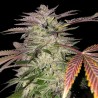 GELATO CAKE · TH Seeds · semi di canapa · Fem