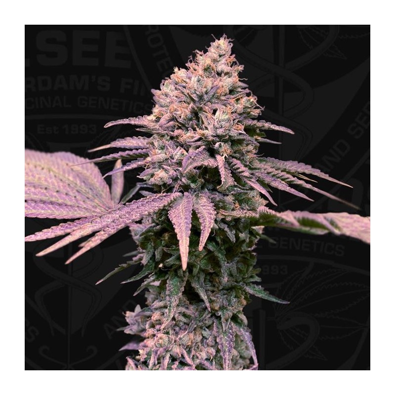 LONDON MINT CAKE · TH Seeds · semi di canapa · Fem