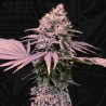 LONDON MINT CAKE · TH Seeds · semi di canapa · Fem
