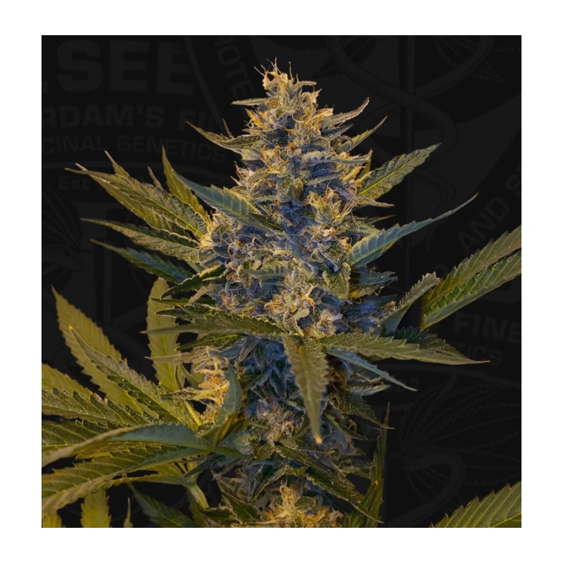 MELONSICLE · TH Seeds · semi di canapa · Fem