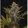 MELONSICLE · TH Seeds · semi di canapa · Fem