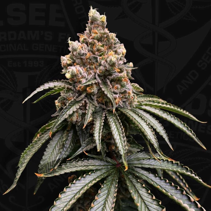 MONA LISA  · TH Seeds · semi di canapa · Fem