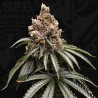 MONA LISA  · TH Seeds · semi di canapa · Fem