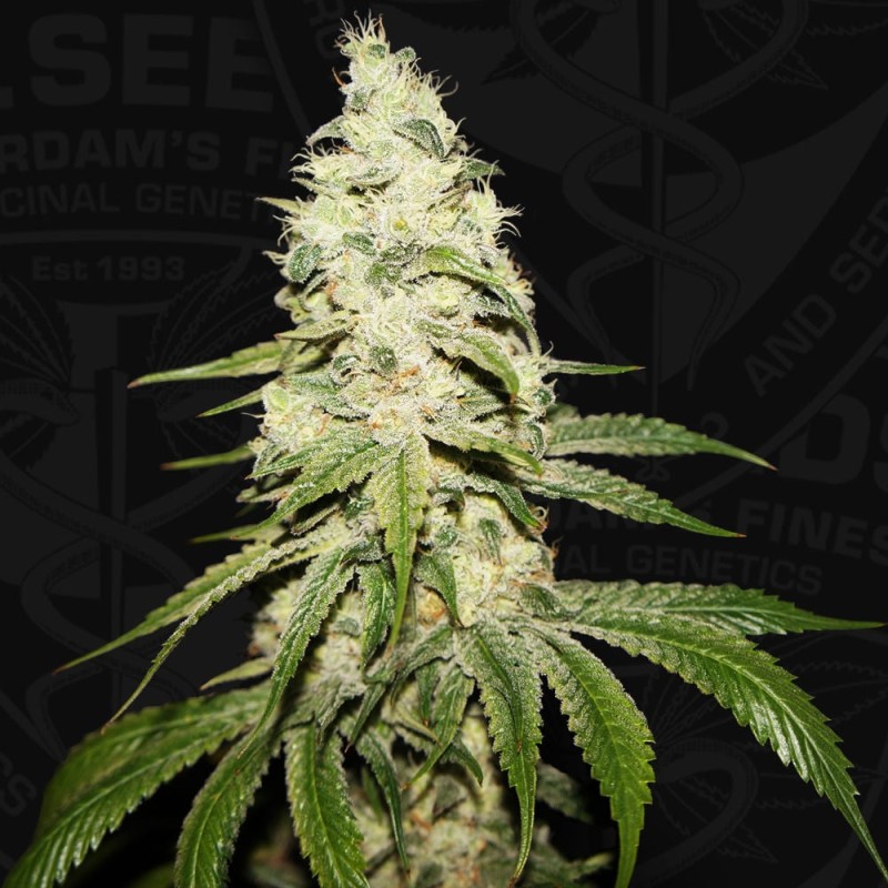 MONT BLANC · TH Seeds · semi di canapa · Fem