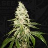 MONT BLANC · TH Seeds · semi di canapa · Fem