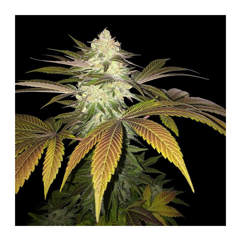 ORANGESICLE · TH Seeds · semi di canapa · Fem
