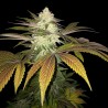 ORANGESICLE · TH Seeds · sementes de maconha · Fem
