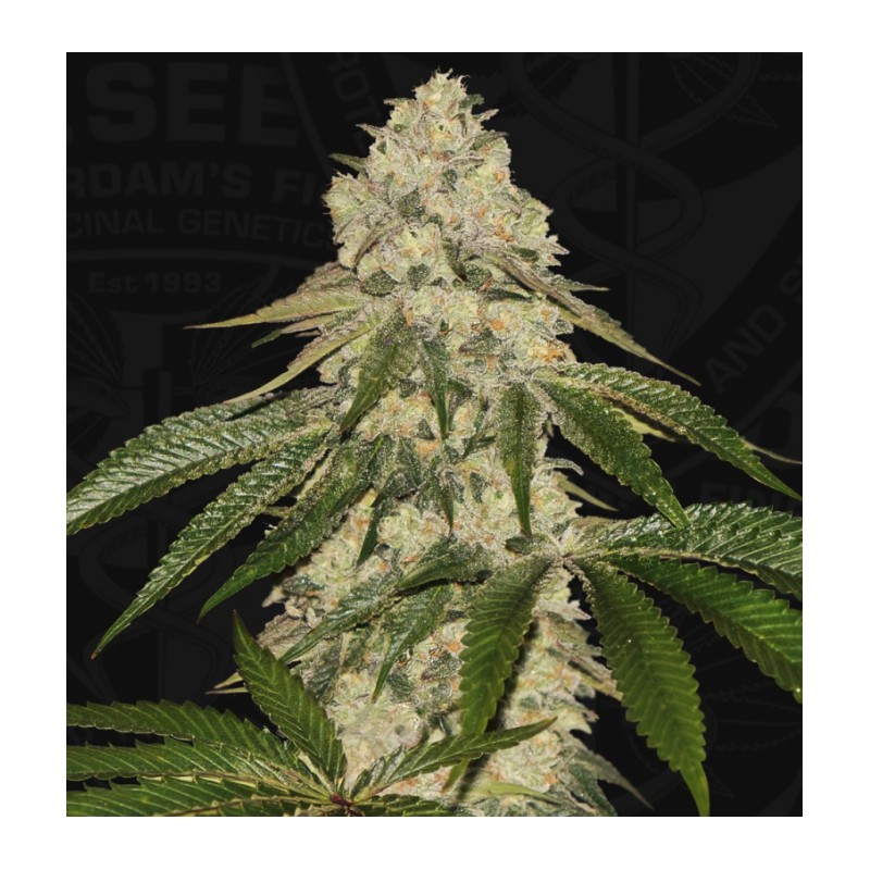 PISTHASH · TH Seeds · cannabis samen · Fem