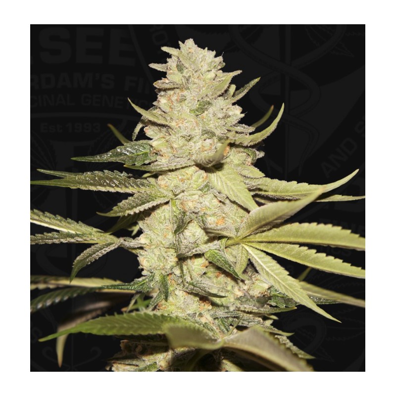 PLANET LEMON · TH Seeds · semi di canapa · Fem