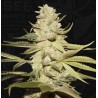 PLANET LEMON · TH Seeds · sementes de maconha · Fem