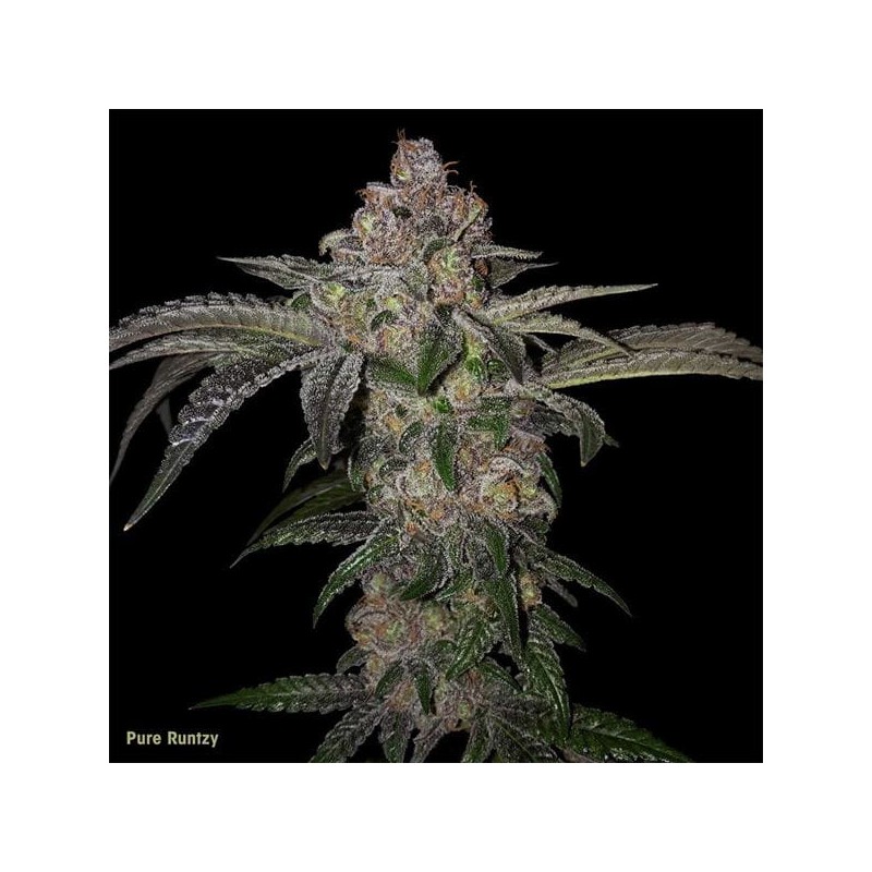 PURE RUNTZY · TH Seeds · semi di canapa · Fem