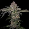 PURE RUNTZY · TH Seeds · cannabis samen · Fem