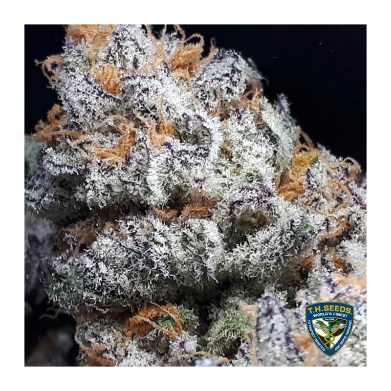 PURPLE BANANA CREAM · TH Seeds · semi di canapa · Fem
