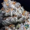 PURPLE BANANA CREAM · TH Seeds · semi di canapa · Fem