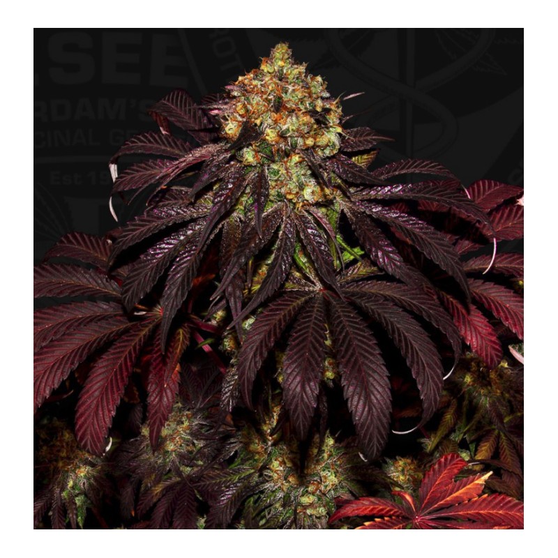 STRACCIATELLA DO-SI-DOS X SBC · TH Seeds · cannabis seeds · Fem