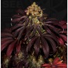 STRACCIATELLA DO-SI-DOS X SBC · TH Seeds · semi di canapa · Fem