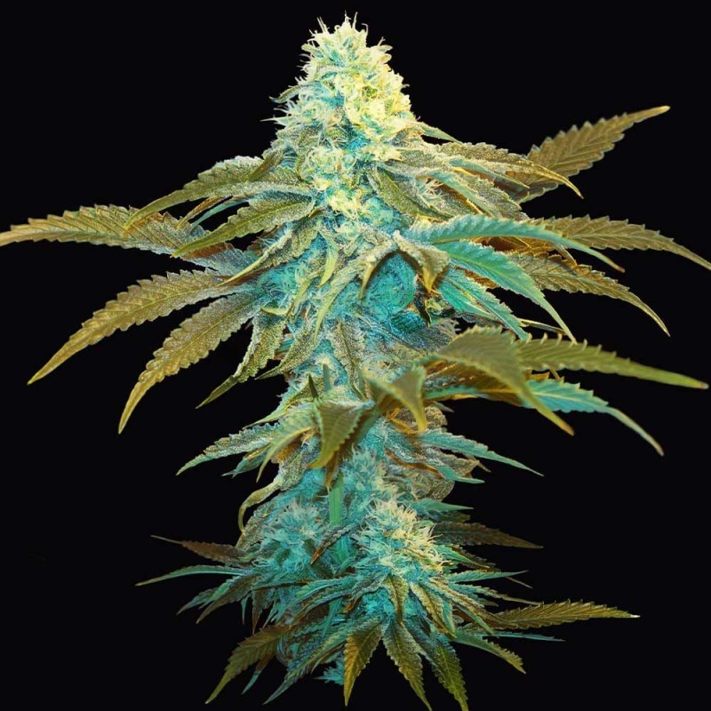 VANILLA SUNDAE · TH Seeds · semi di canapa · Fem