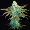 VANILLA SUNDAE · TH Seeds · semi di canapa · Fem