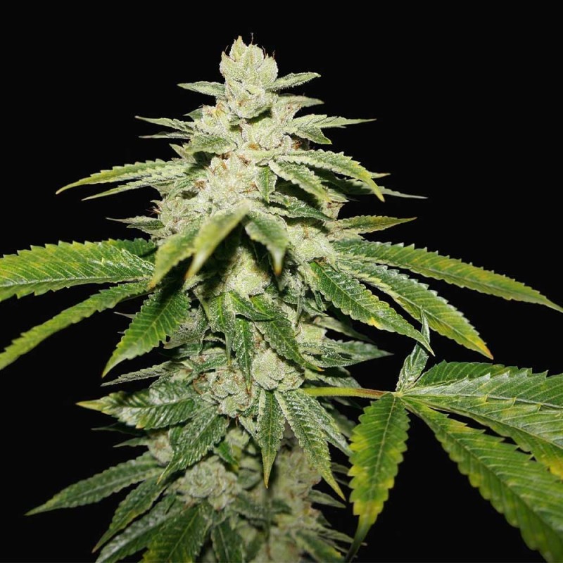 WATERMELON ULTRA · TH Seeds · semi di canapa · Fem