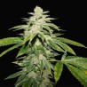 WATERMELON ULTRA · TH Seeds · semi di canapa · Fem