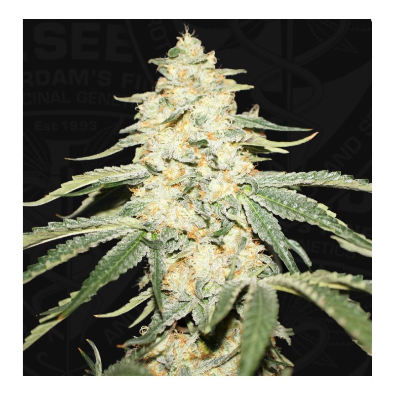 WY-KIKI · TH Seeds · cannabis samen · Fem