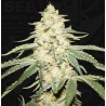 WY-KIKI · TH Seeds · semi di canapa · Fem